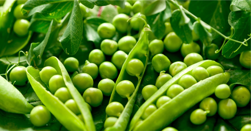 美国农业部杂豆质量标准 - 整粒豌豆篇
