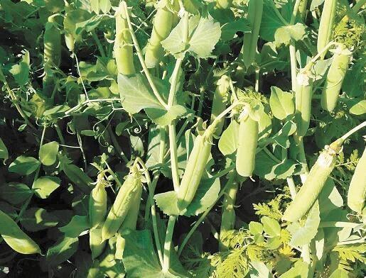 Xinjiang beans experts successfully cultivated 18 fresh peas